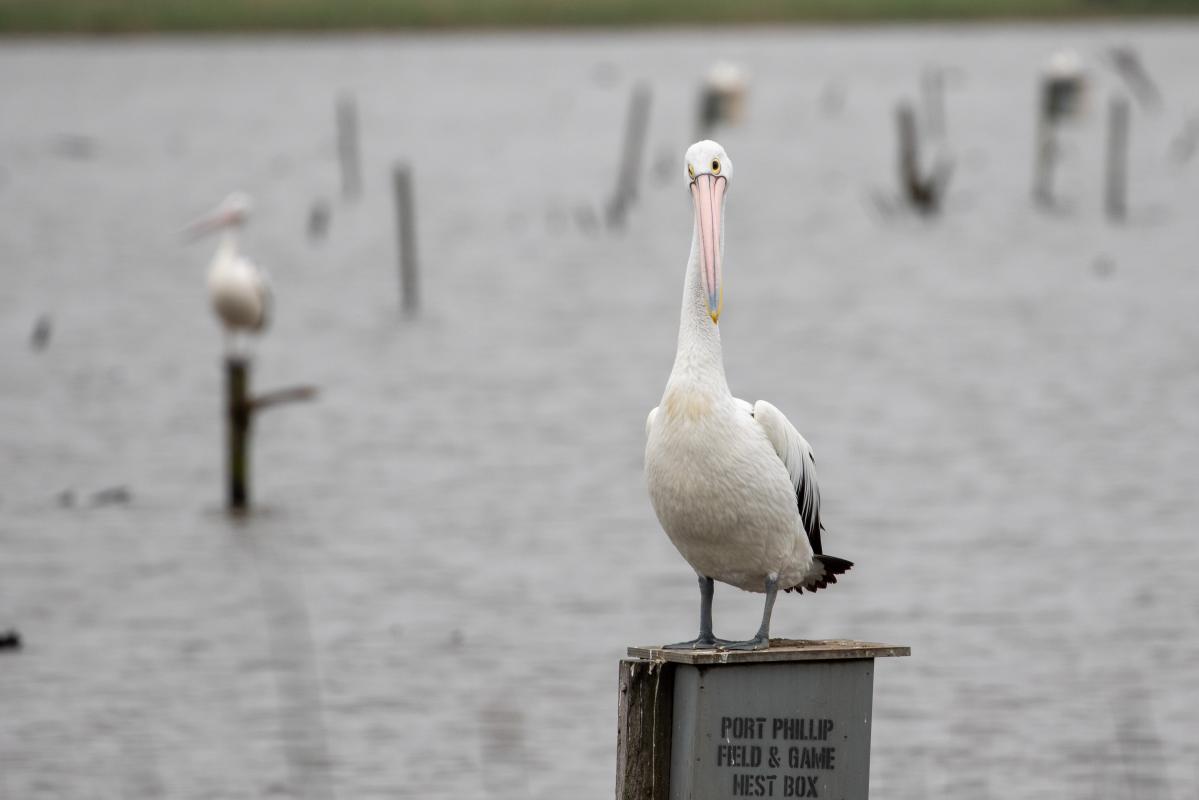 Australian Pelican (Pelecanus conspicillatus)