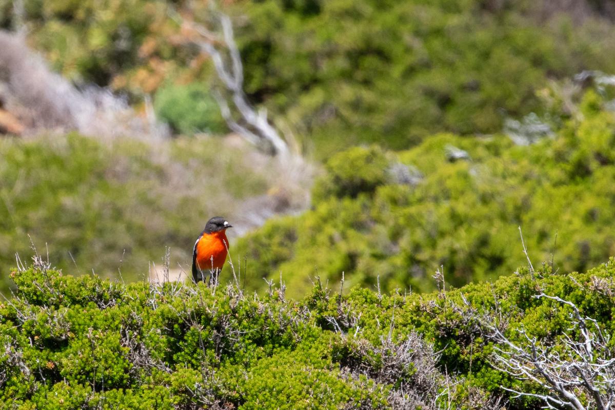 Flame Robin (Petroica phoenicea)