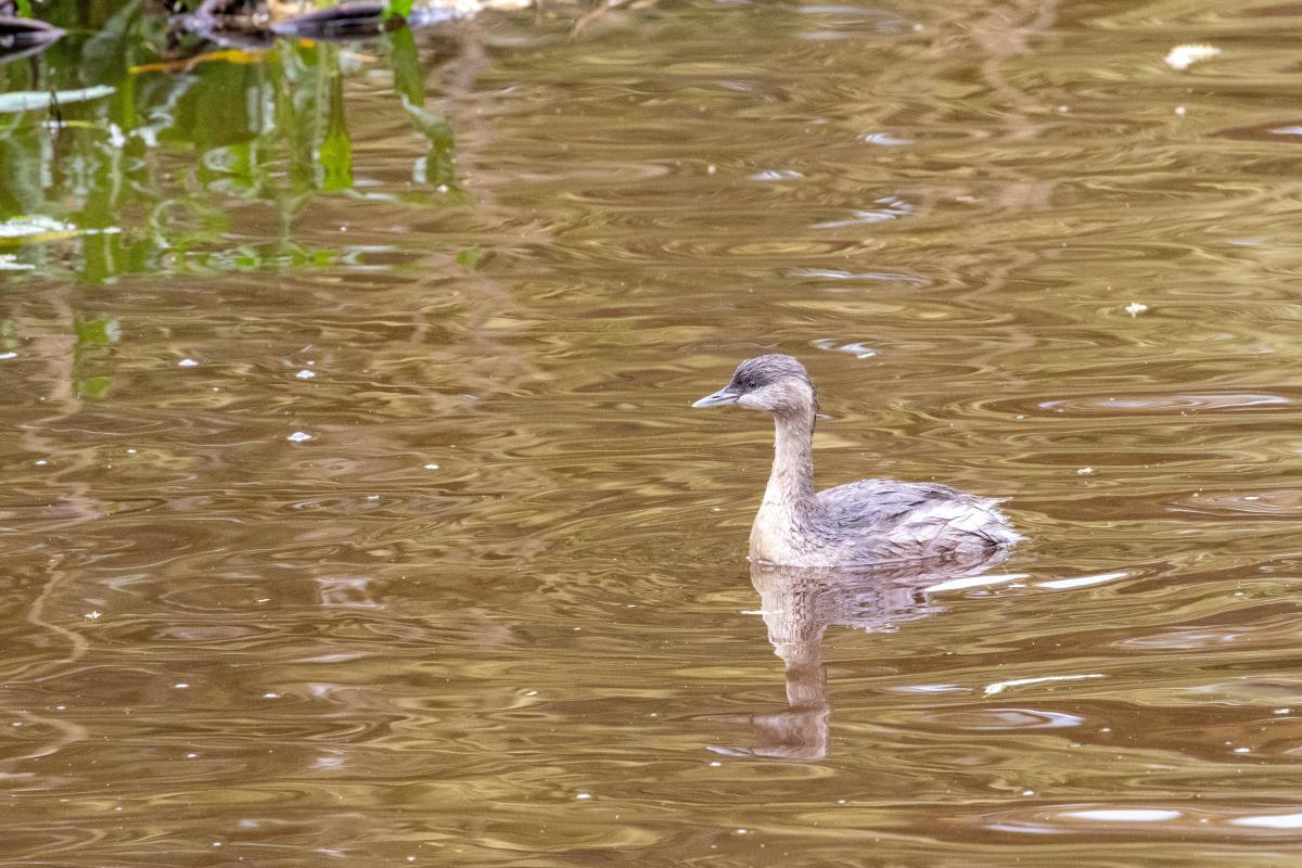 Hoary-headed Grebe (Poliocephalus poliocephalus)