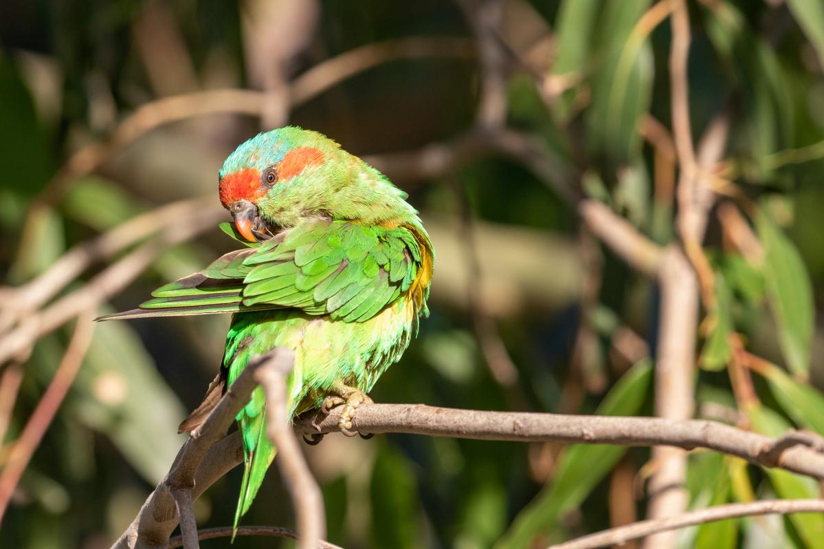 Musk Lorikeet (Glossopsitta concinna), 6, Brighton, Victoria, Australia, 2022-01-21 Musk Lorikeet (Glossopsitta concinna)
