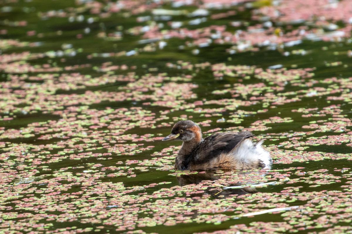 Australasian Grebe (Tachybaptus novaehollandiae)