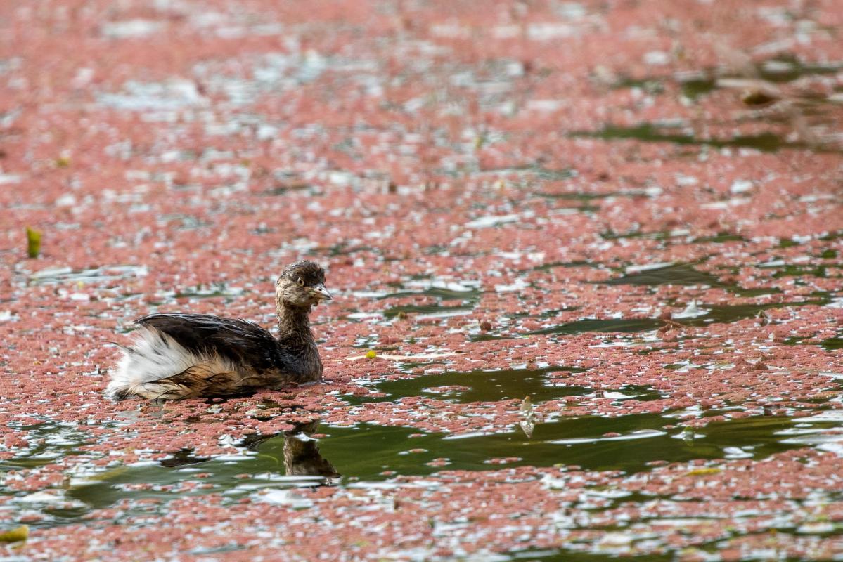 Australasian Grebe (Tachybaptus novaehollandiae)