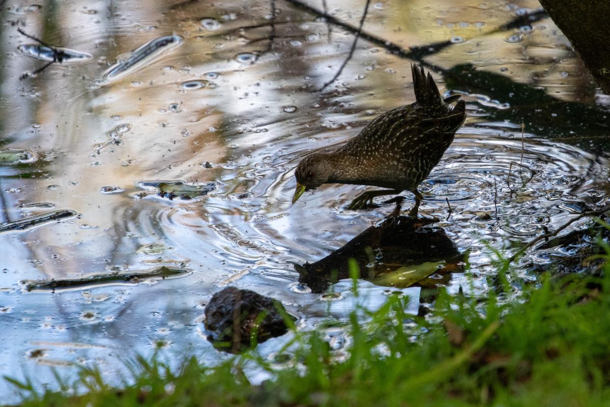Australian Crake (Porzana fluminea)