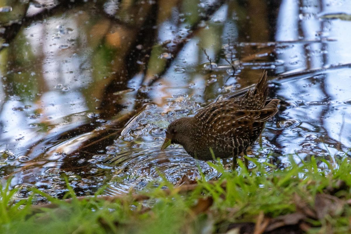 Australian Crake (Porzana fluminea)