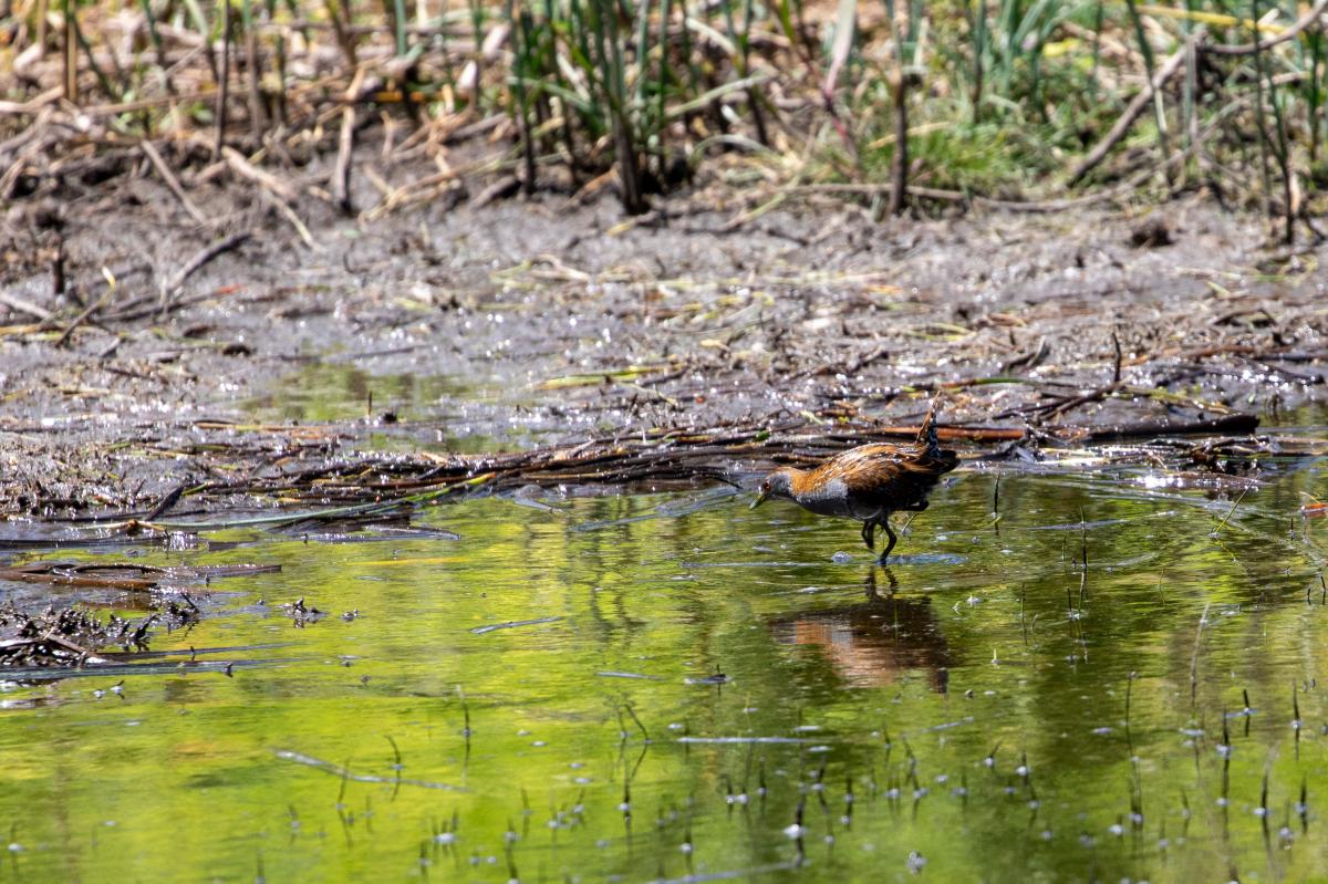 Australian Crake (Porzana fluminea)
