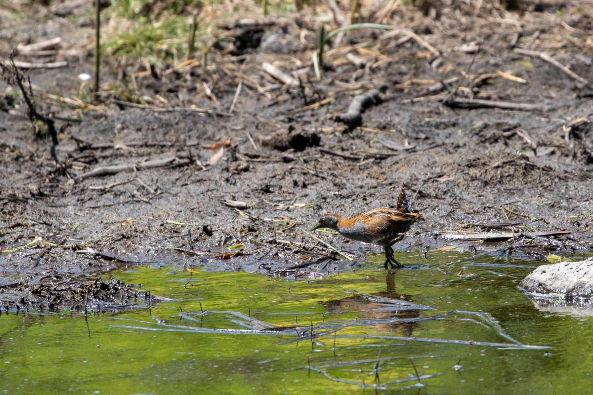 Australian Crake (Porzana fluminea)