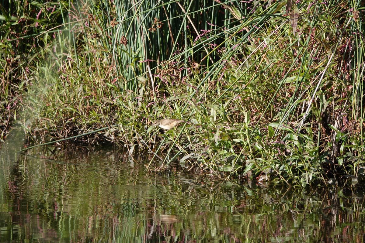 Australian reed warbler (Acrocephalus australis), Yalukit Willam Nature Reserve, Brighton, Victoria, Australia, 2023-12-29 Australian reed warbler (Acrocephalus australis)