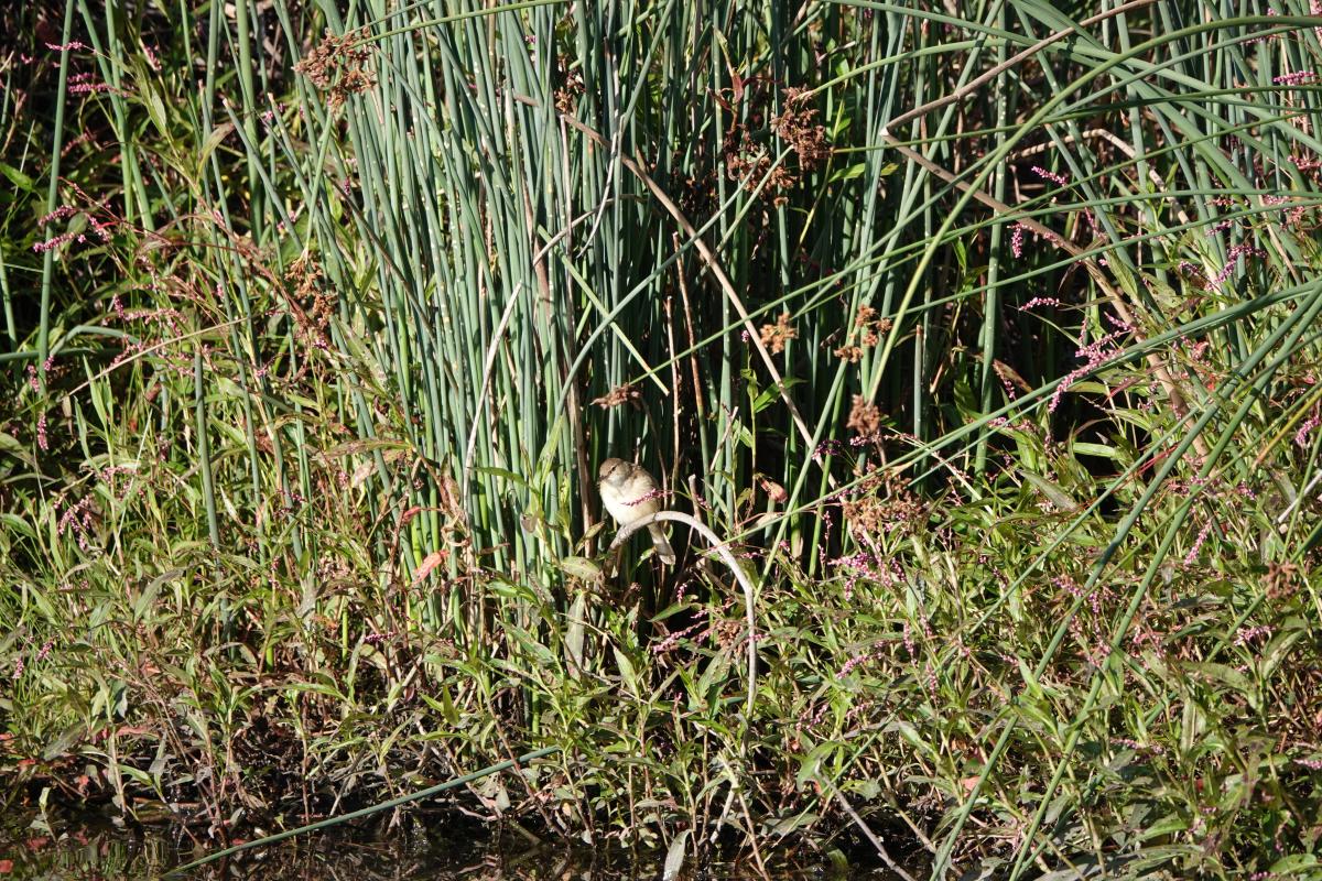 Australian reed warbler (Acrocephalus australis), Yalukit Willam Nature Reserve, Brighton, Victoria, Australia, 2023-12-29 Australian reed warbler (Acrocephalus australis)