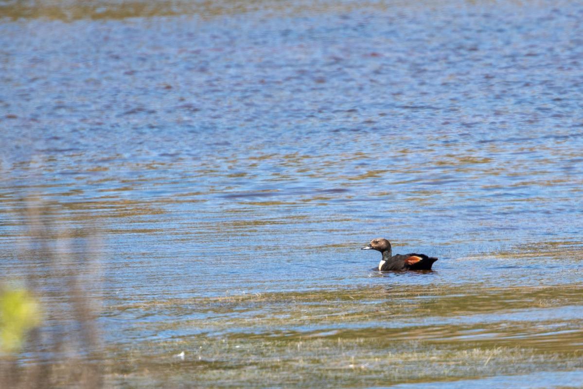 Australian Shelduck (Tadorna tadornoides), Douglas Lane, Illowa, Victoria, Australia, 2023-11-05 Australian Shelduck (Tadorna tadornoides)