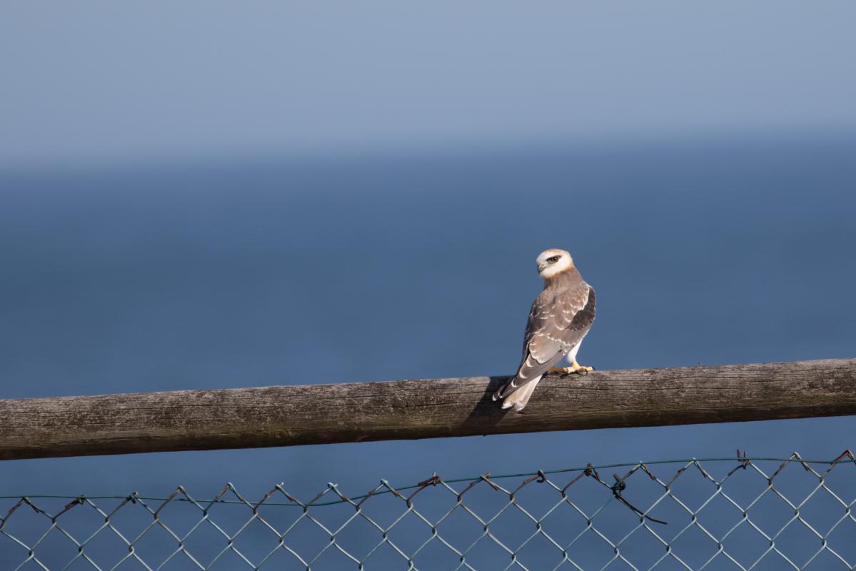 Black-shouldered Kite (Elanus axillaris)