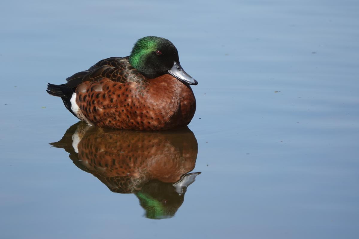 Chestnut Teal (Anas castanea)