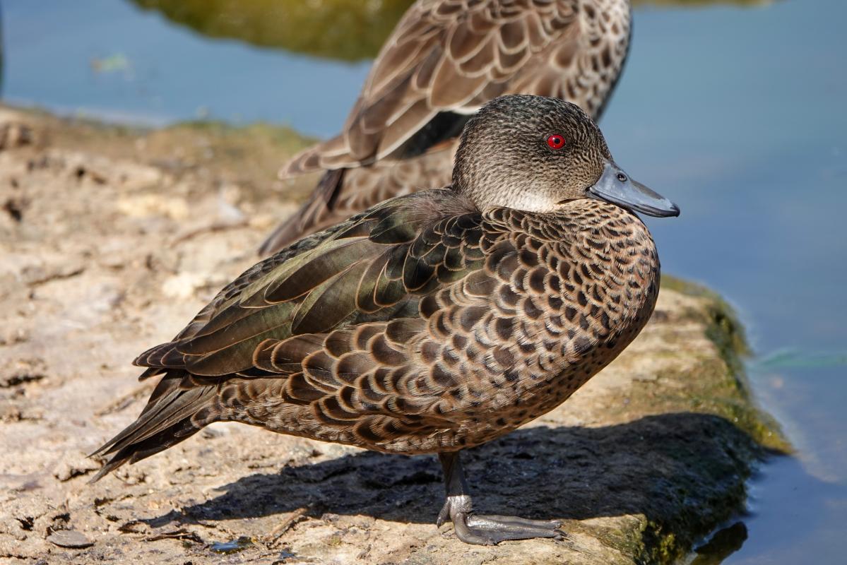 Chestnut Teal (Anas castanea)