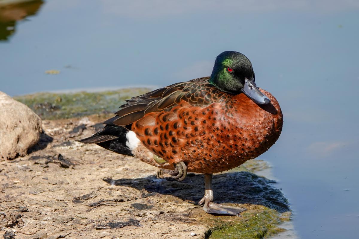 Chestnut Teal (Anas castanea)