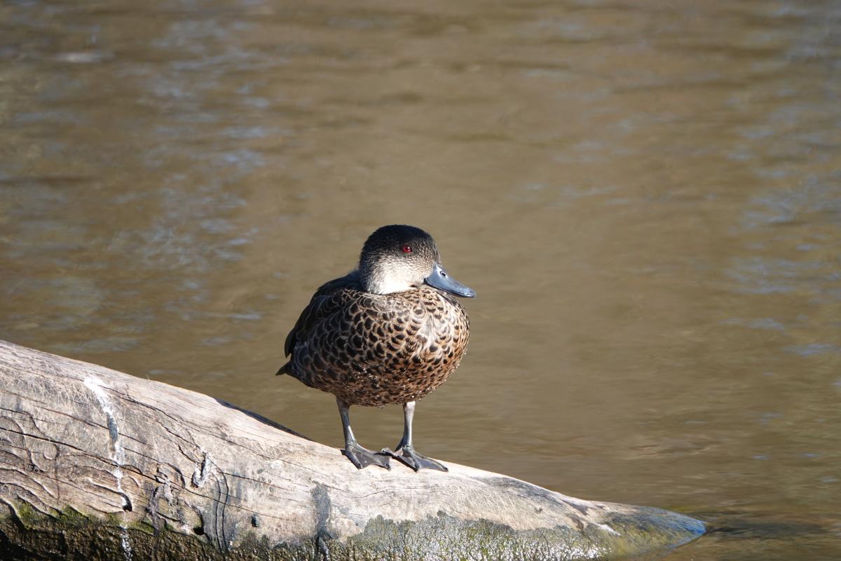 Chestnut Teal (Anas castanea)