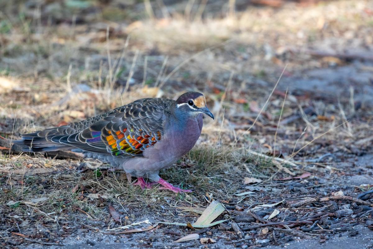 Common Bronzewing (Phaps chalcoptera)