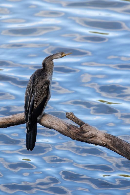 Darter (Anhinga novaehollandiae)
