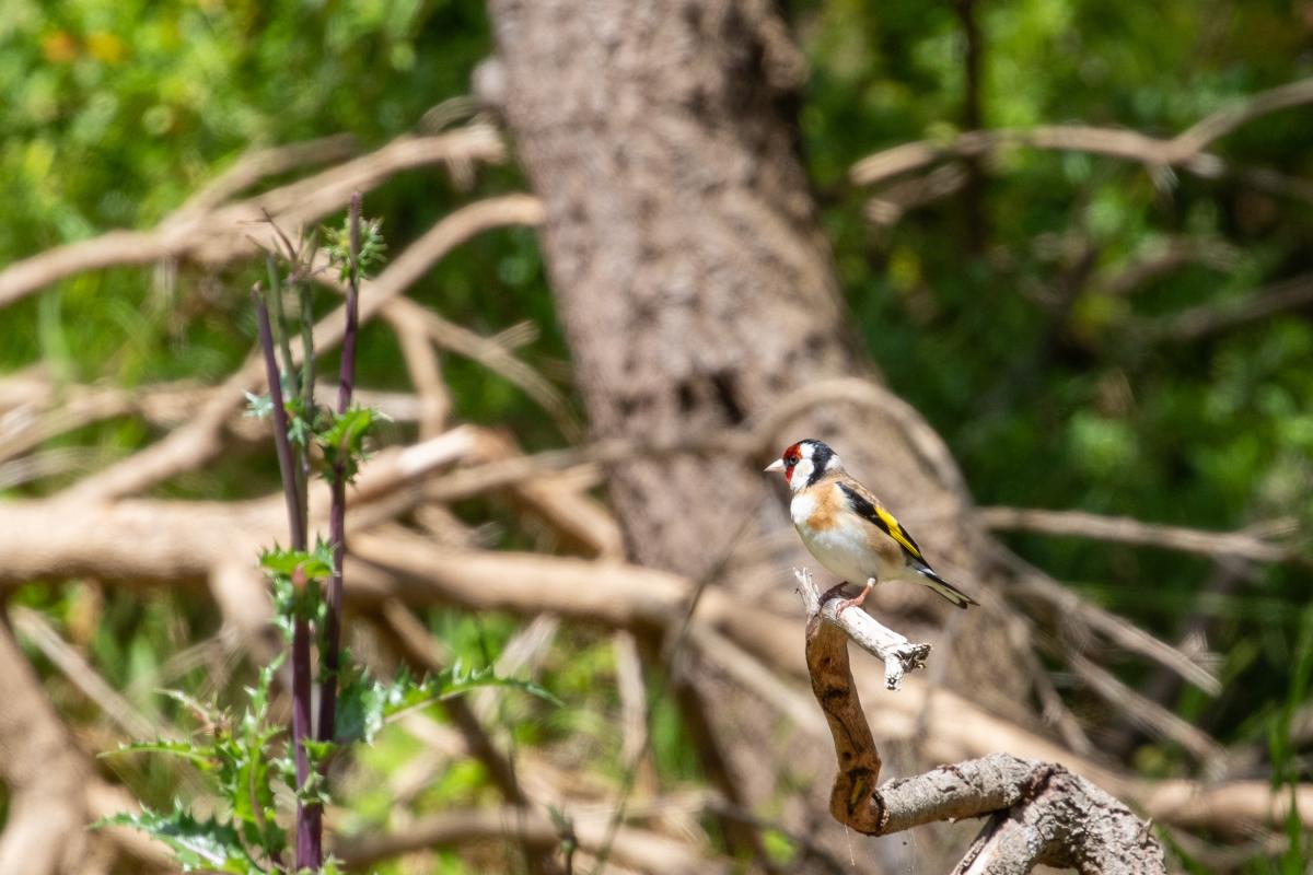 European Goldfinch (Carduelis carduelis)
