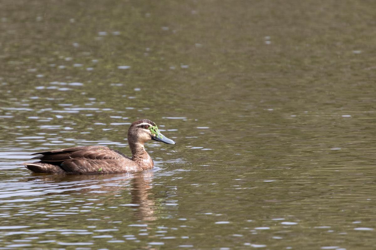 Pacific Black Duck, Grey Duck (Anas superciliosa)