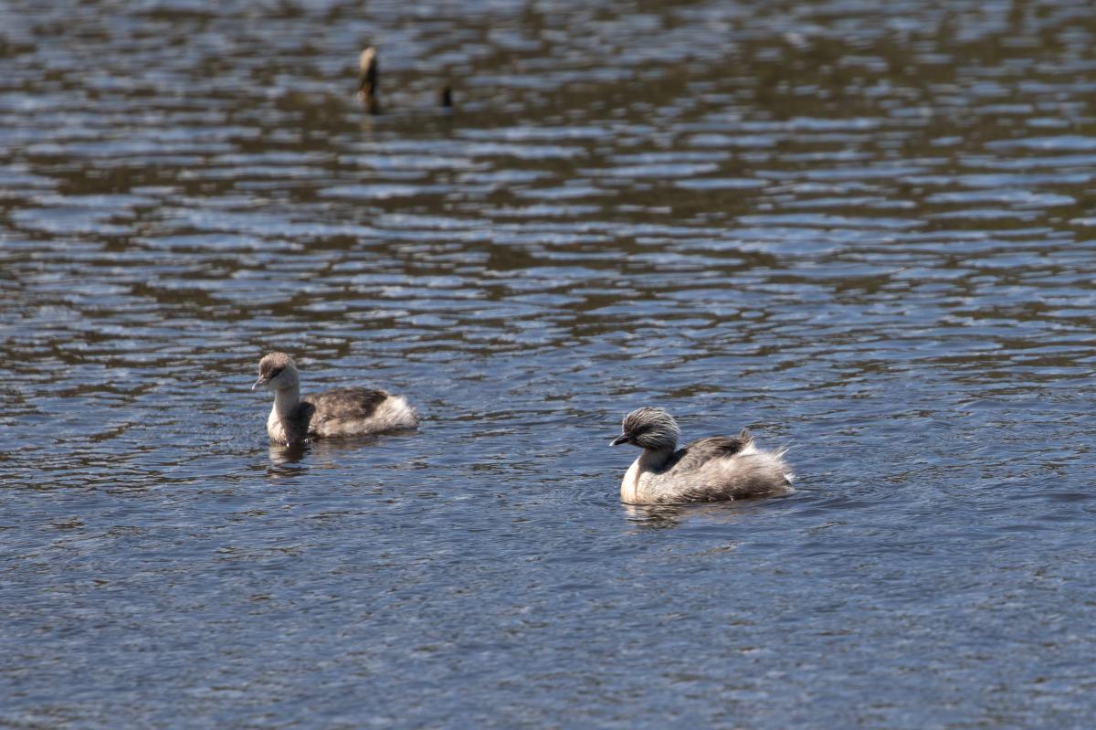Hoary-headed Grebe (Poliocephalus poliocephalus)