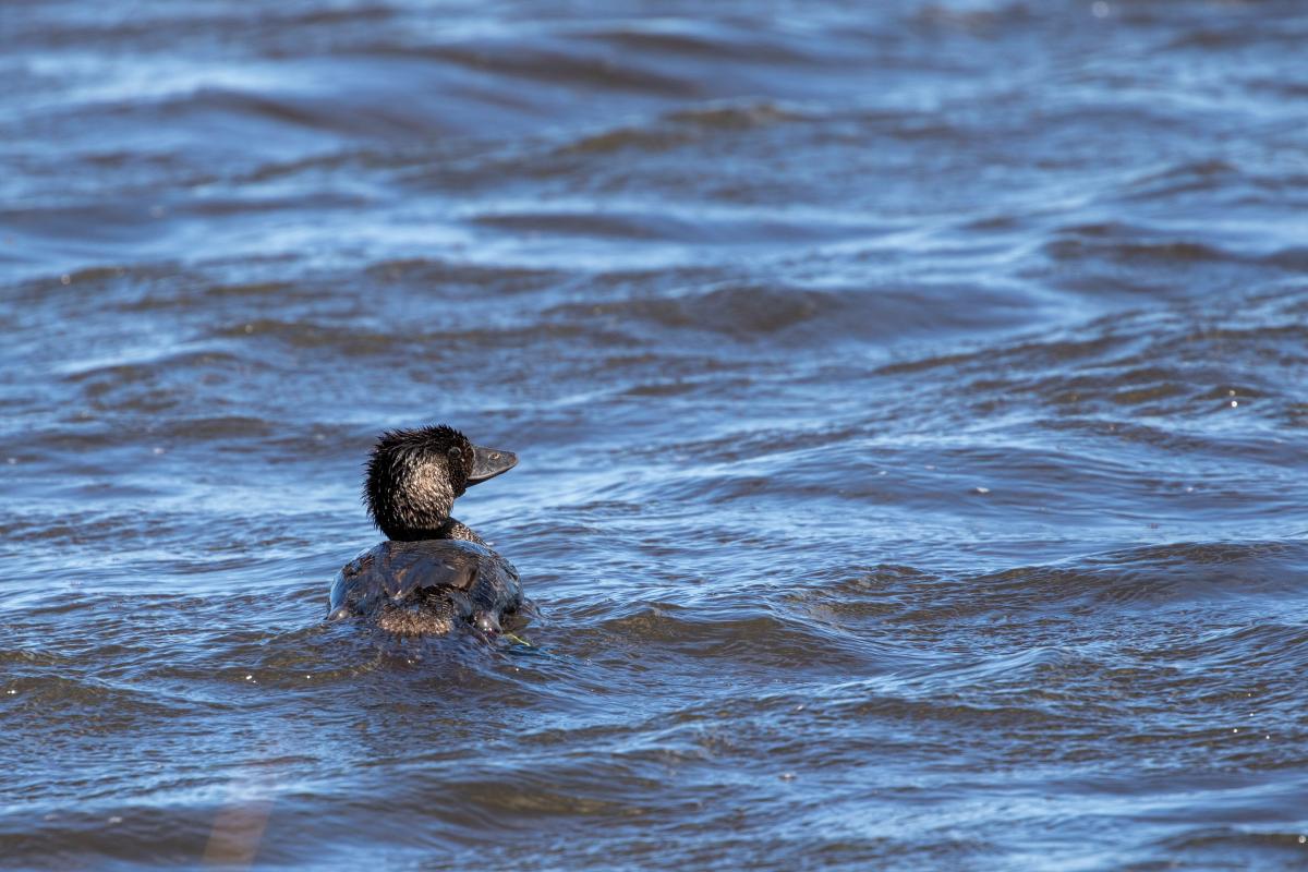 Musk Duck (Biziura lobata)
