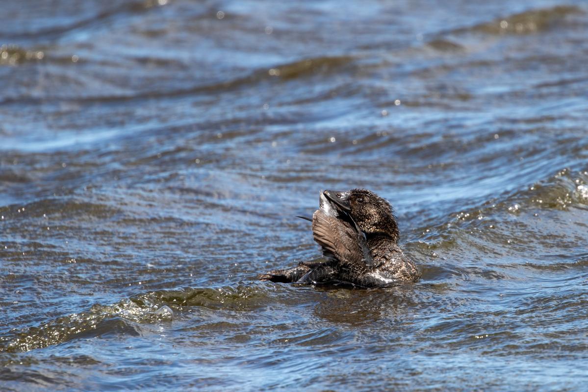 Musk Duck (Biziura lobata)
