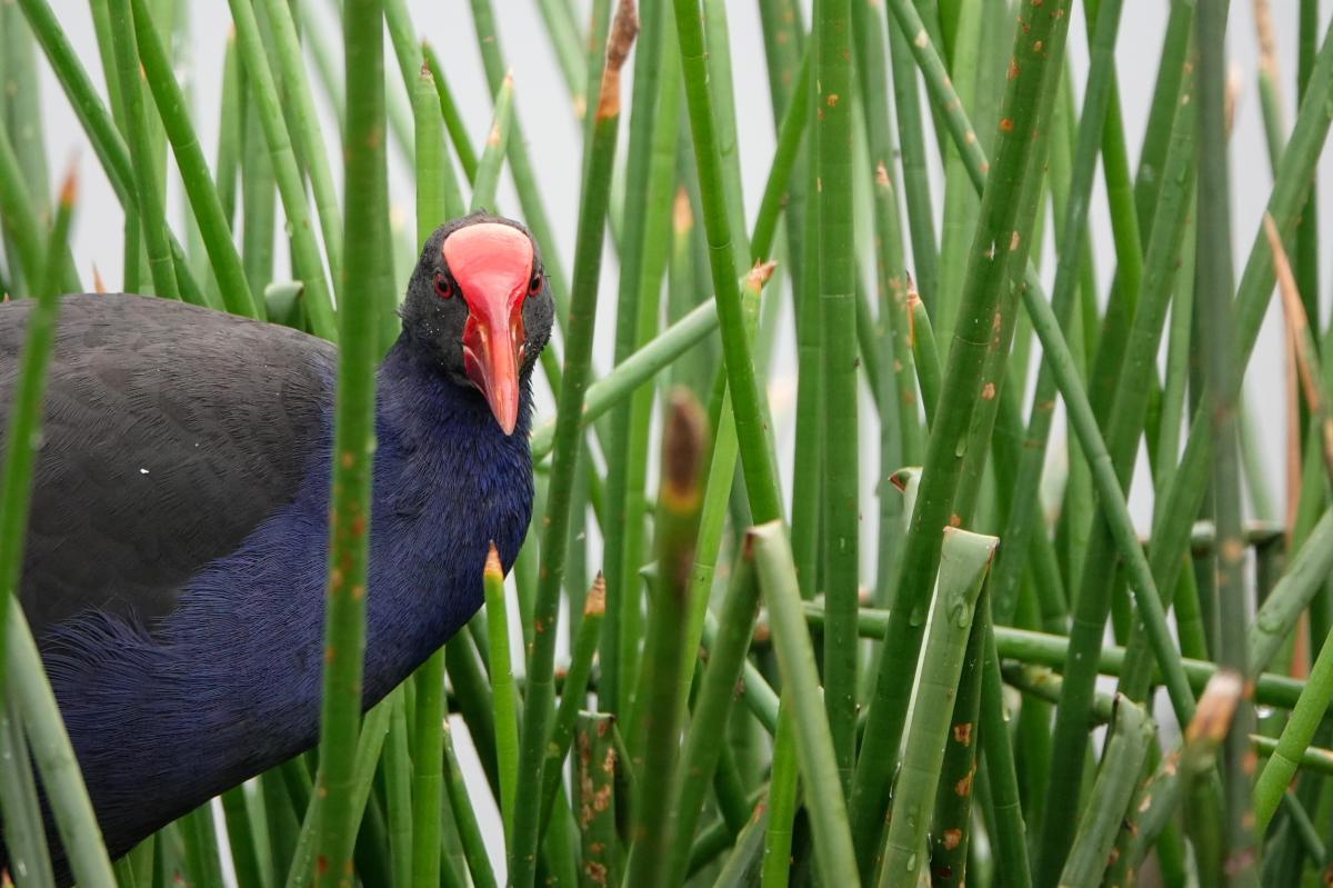 Purple Swamphen (Porphyrio porphyrio)