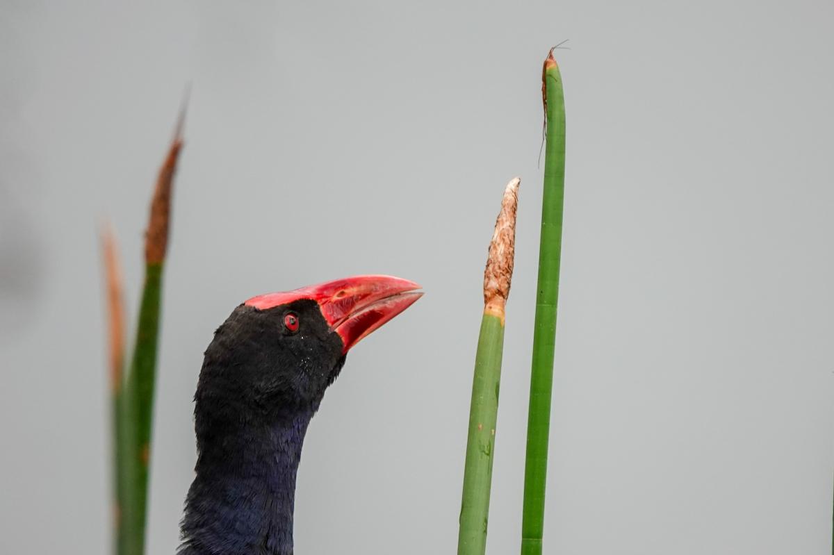 Purple Swamphen (Porphyrio porphyrio)