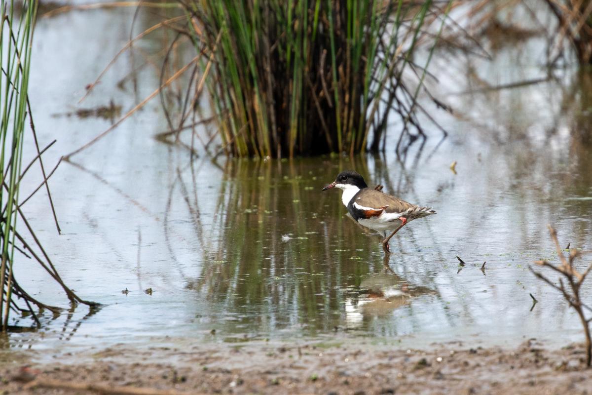 Red-kneed Dotterel (Erythrogonys cinctus), Woodlands Walk @ Winton Wetlands, Chesney Vale, Victoria, Australia, 2023-03-13 Red-kneed Dotterel (Erythrogonys cinctus)