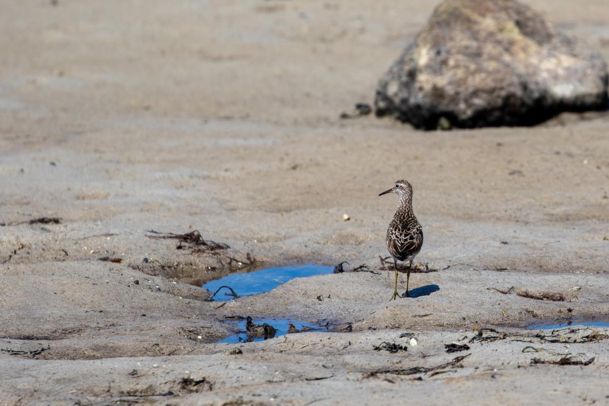Sharp-tailed Sandpiper (Calidris acuminata)