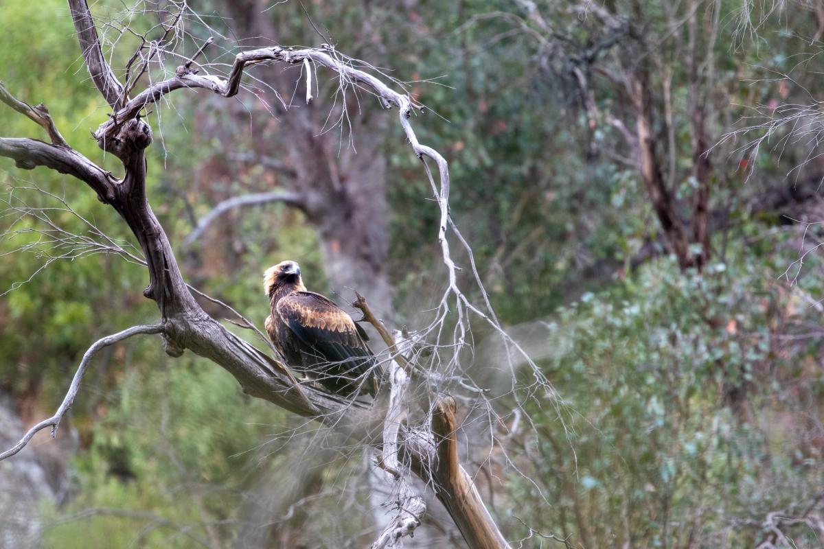 Wedge-tailed eagle (Aquila audax)