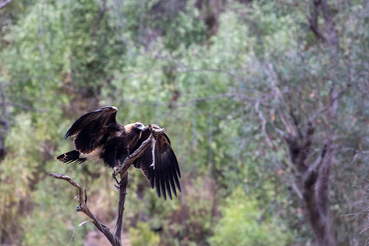 Wedge-tailed eagle (Aquila audax)