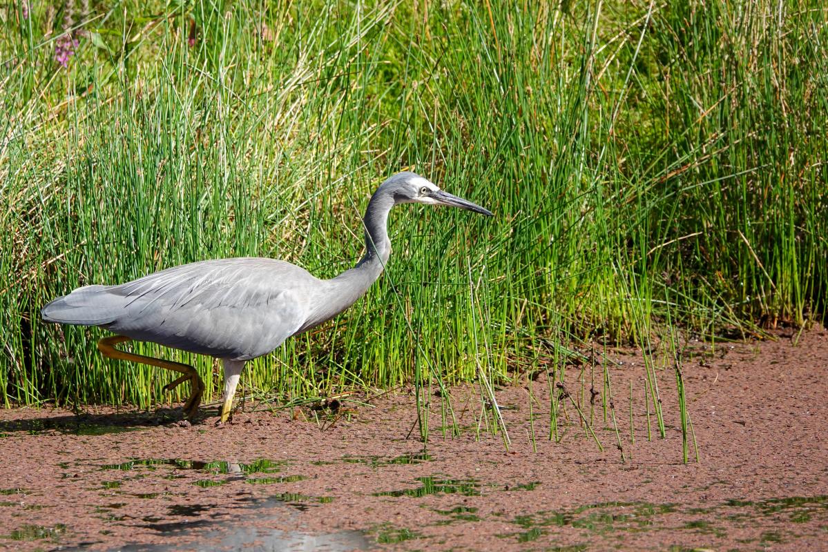 White-faced Heron (Egretta novaehollandiae)