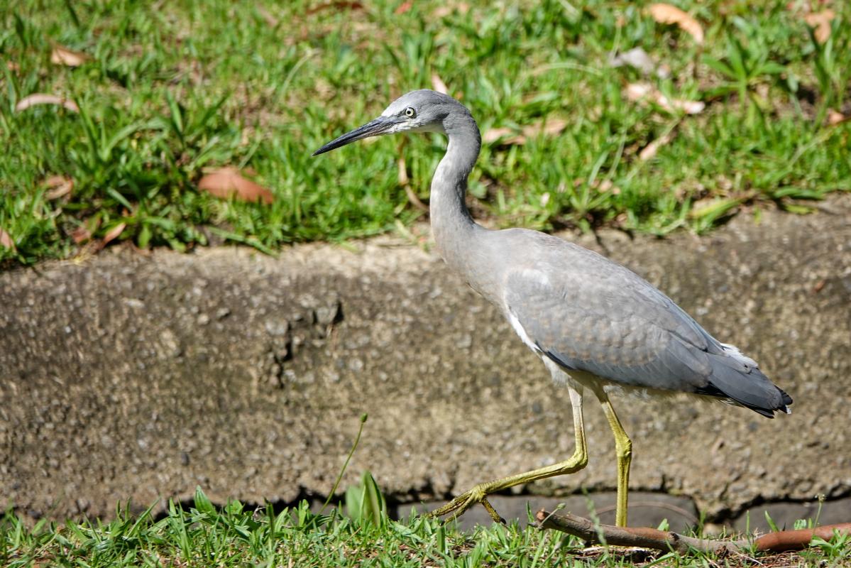 White-faced Heron (Egretta novaehollandiae)