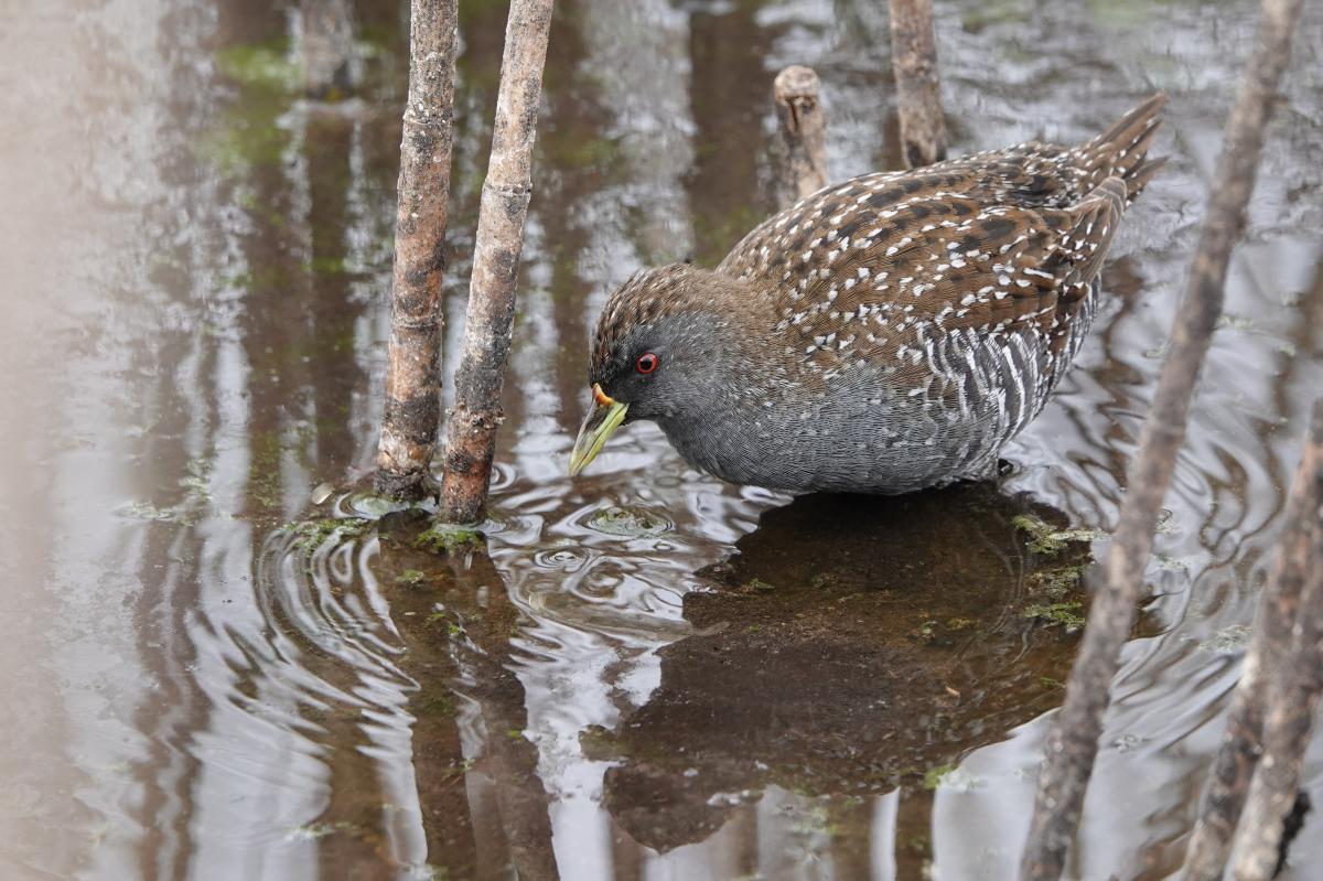 Australian Crake (Porzana fluminea)