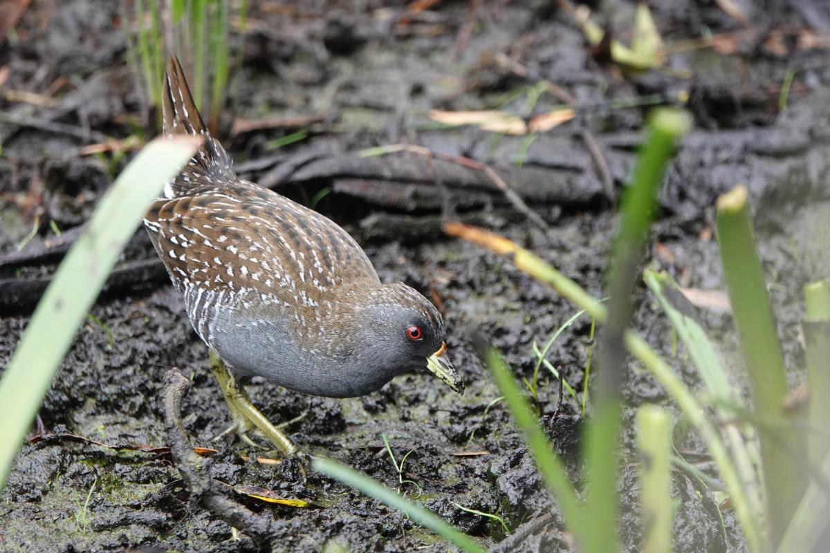 Australian Crake (Porzana fluminea)