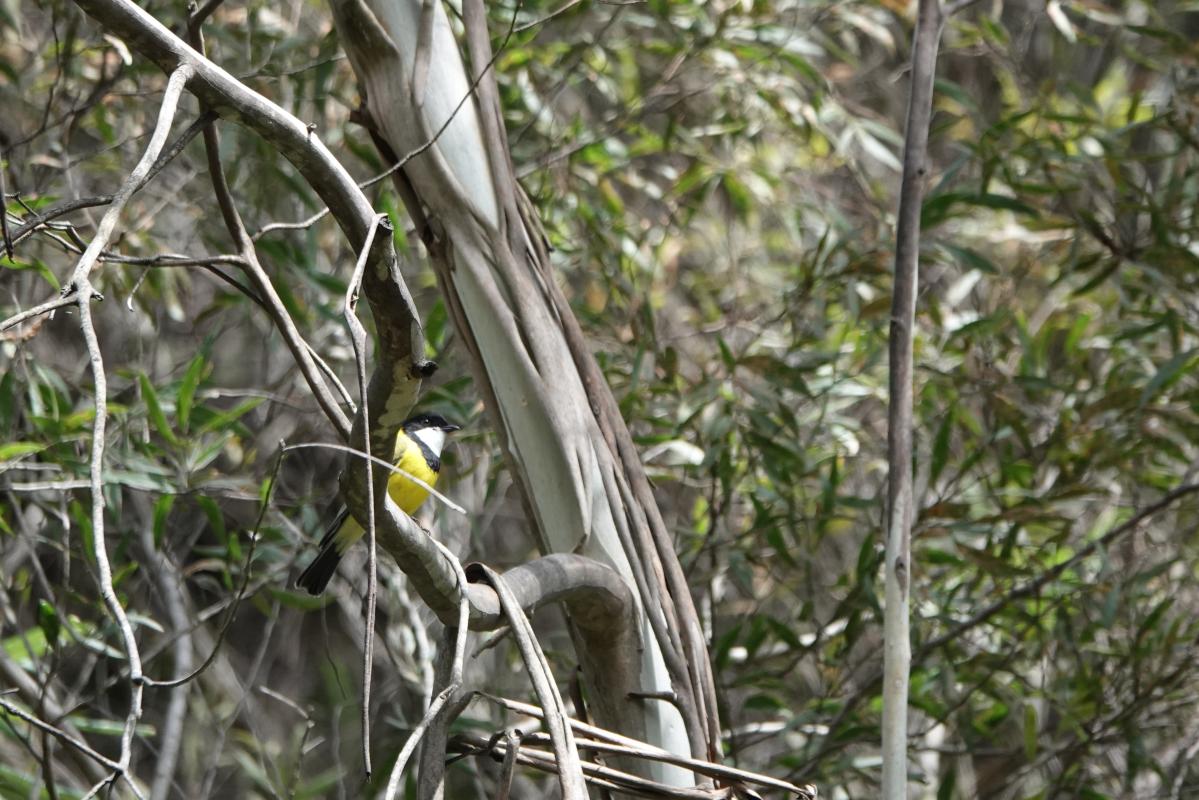 Australian Golden Whistler (Pachycephala pectoralis)
