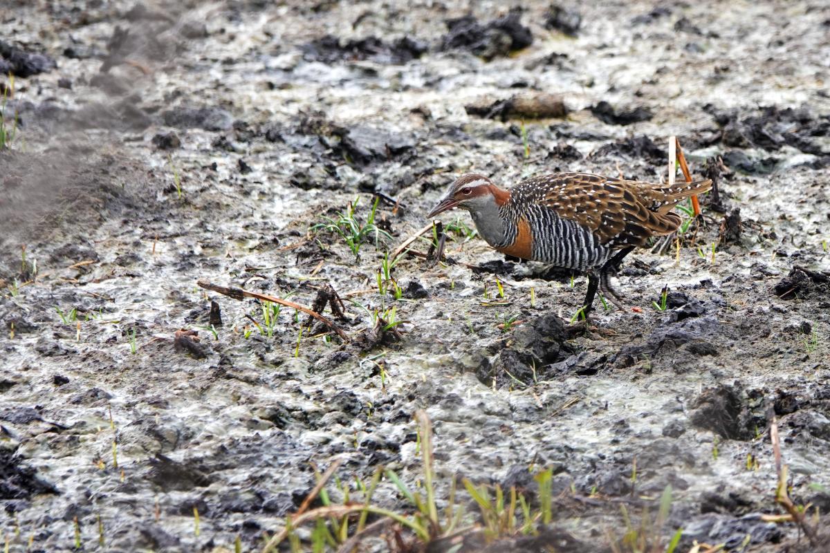 Banded Rail (Gallirallus philippensis), Tower Hill Wildlife Reserve, Tower Hill, Victoria, Australia, 2024-04-15 Banded Rail (Gallirallus philippensis)
