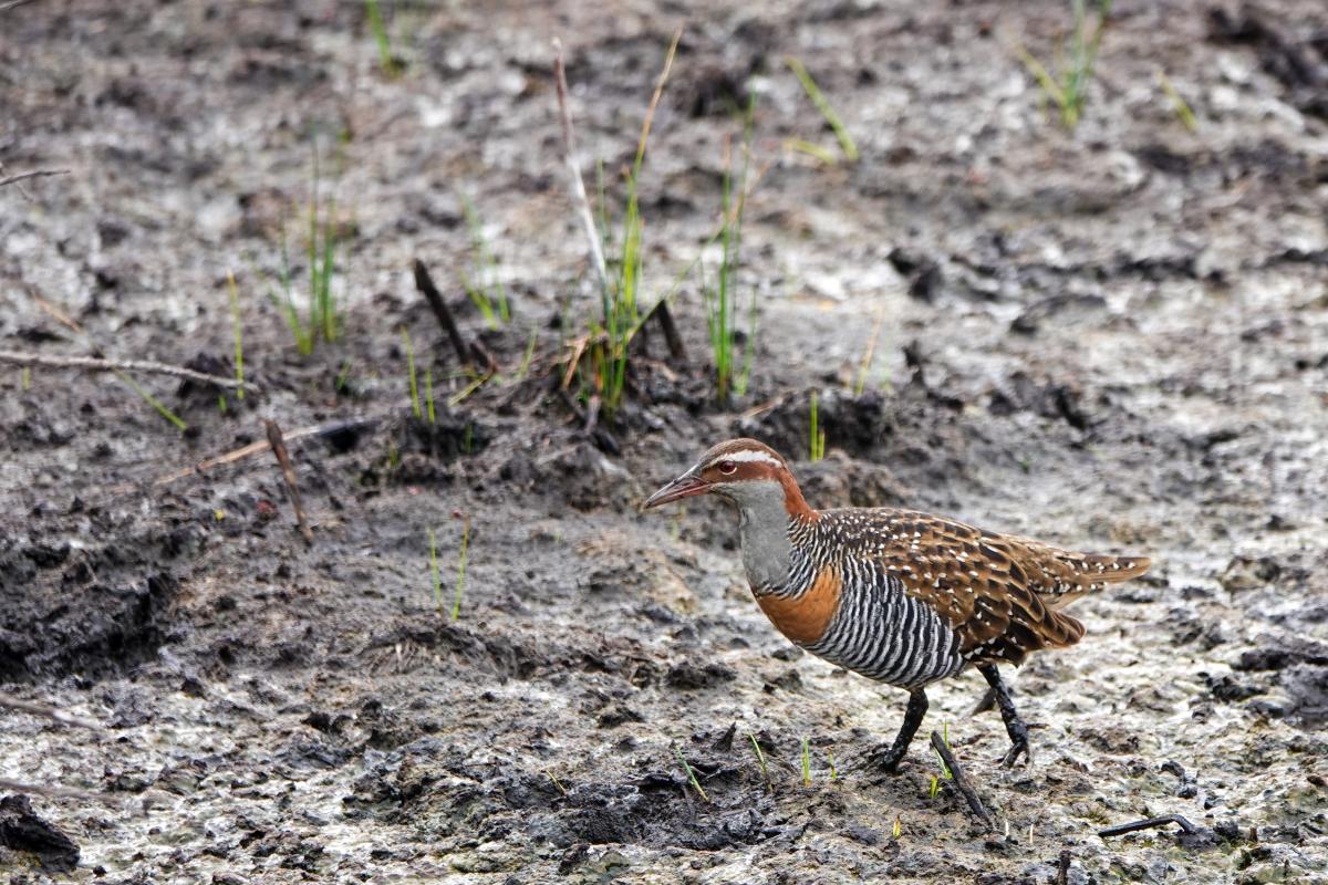 Banded Rail (Gallirallus philippensis), Tower Hill Wildlife Reserve, Tower Hill, Victoria, Australia, 2024-04-15 Banded Rail (Gallirallus philippensis)
