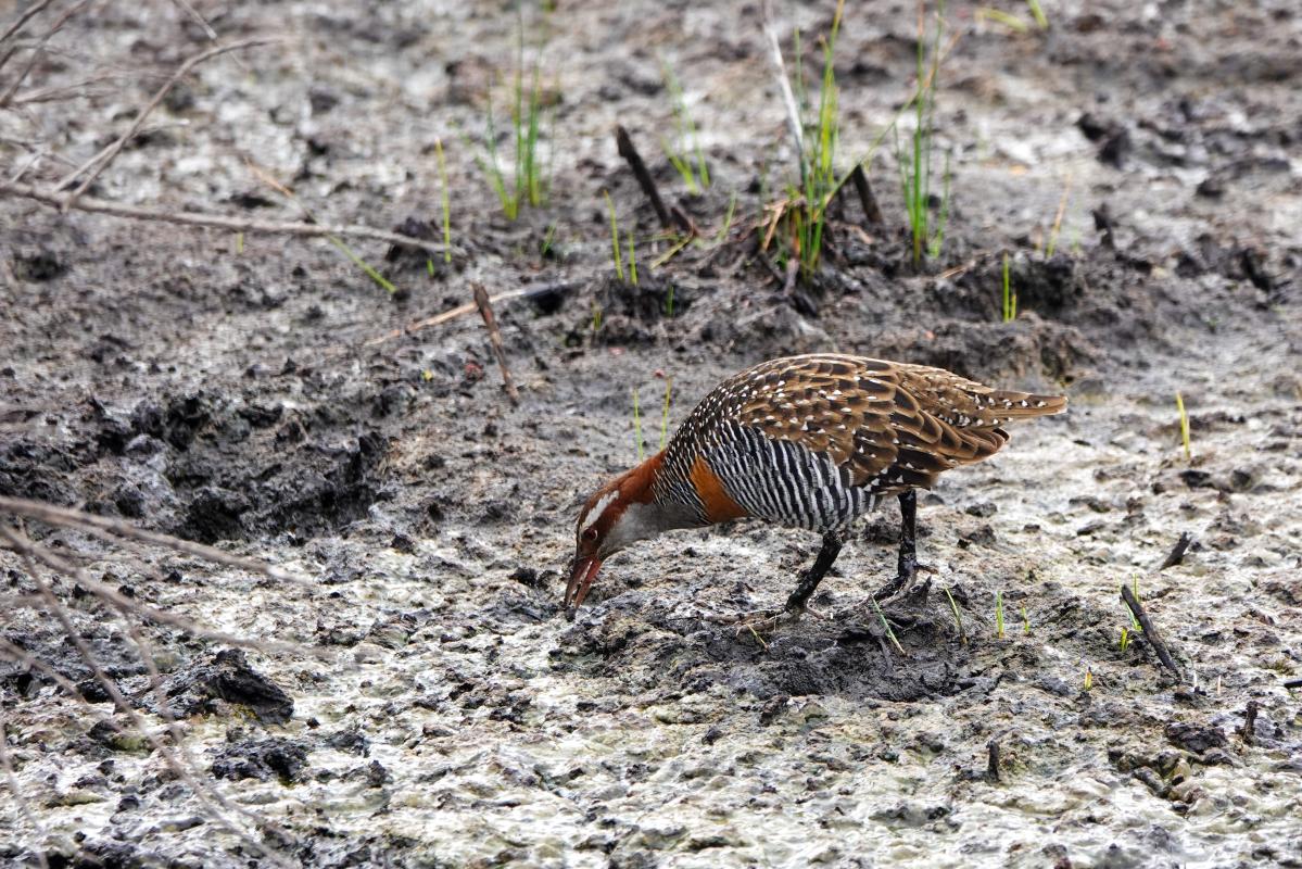 Banded Rail (Gallirallus philippensis), Tower Hill Wildlife Reserve, Tower Hill, Victoria, Australia, 2024-04-15 Banded Rail (Gallirallus philippensis)