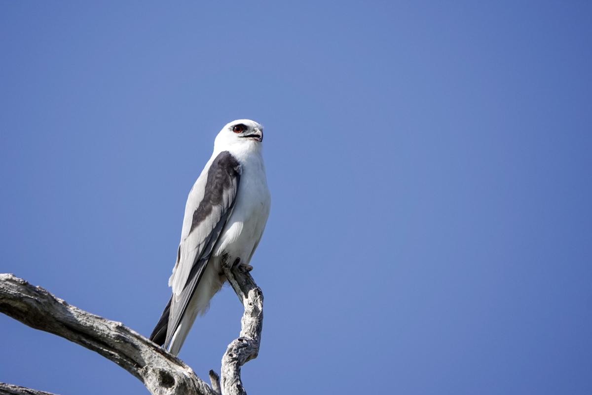 Black-shouldered Kite (Elanus axillaris)
