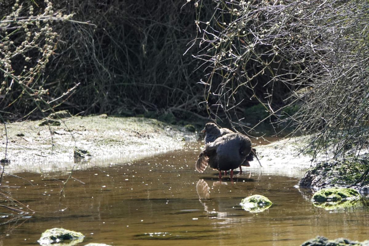 Black-tailed Nativehen (Gallinula ventralis)