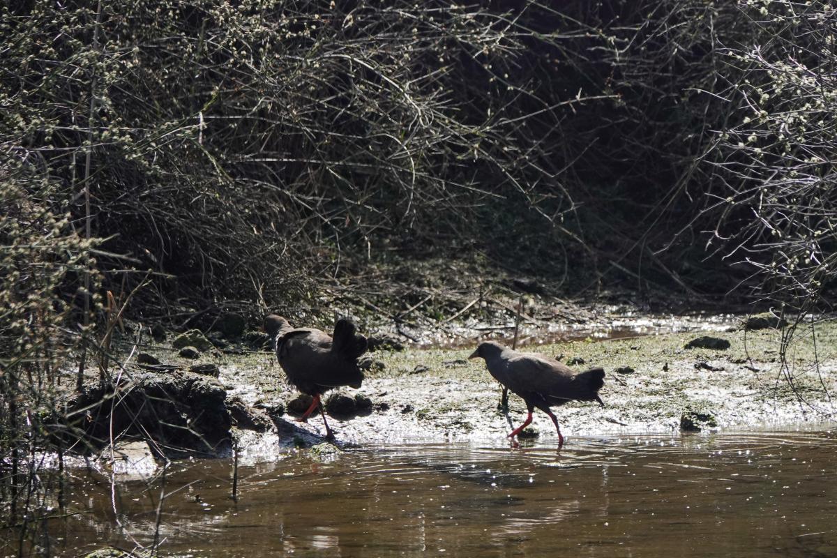 Black-tailed Nativehen (Gallinula ventralis)