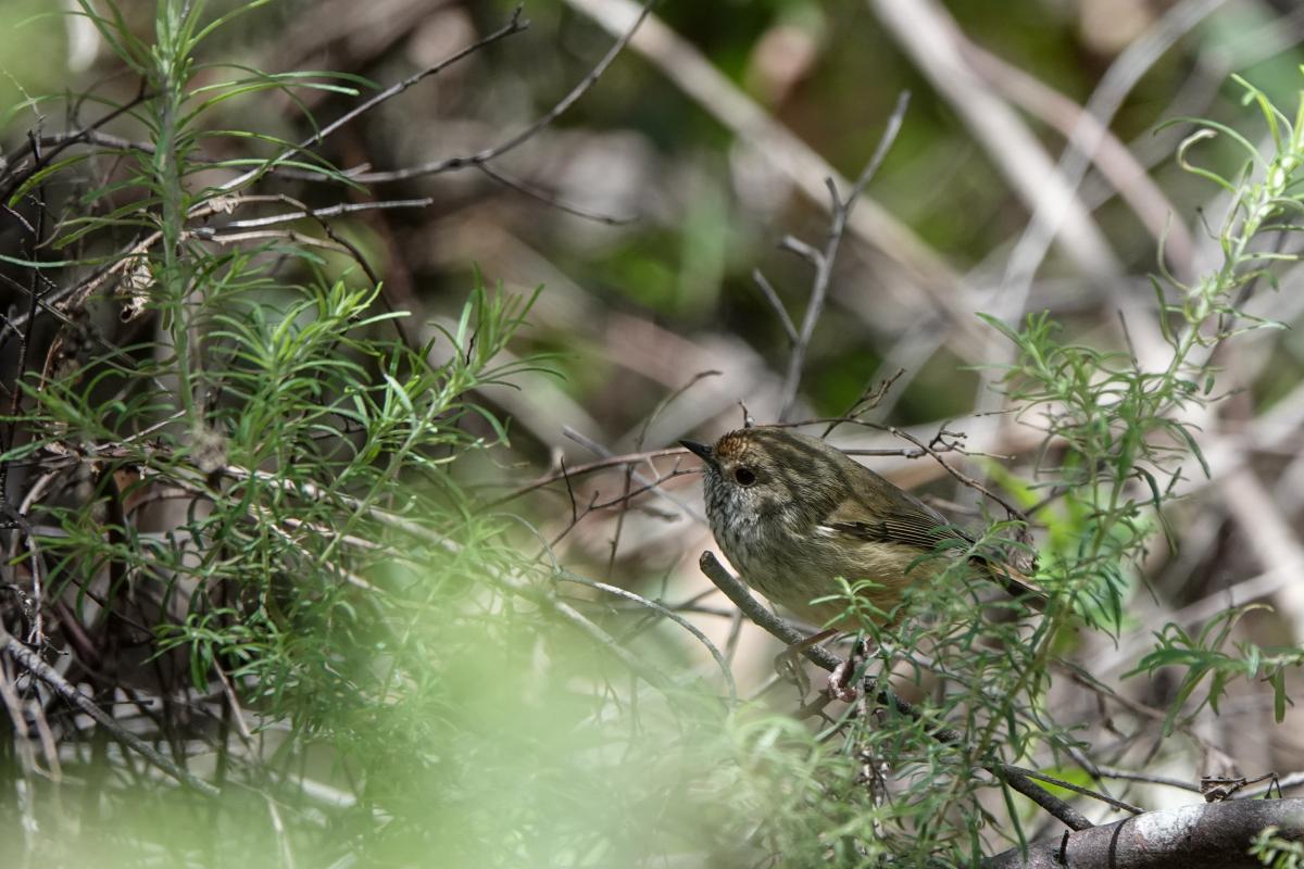 Brown Thornbill (Acanthiza pusilla)
