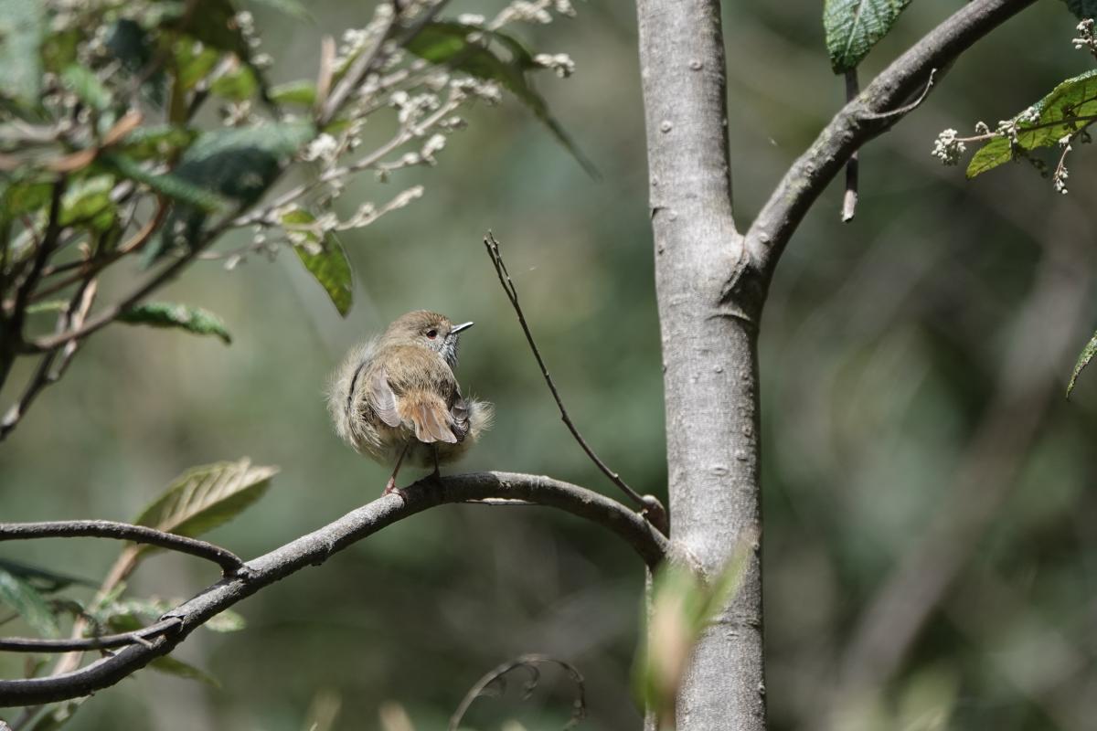 Brown Thornbill (Acanthiza pusilla)