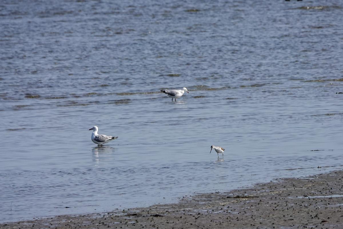 Common greenshank (Tringa nebularia)