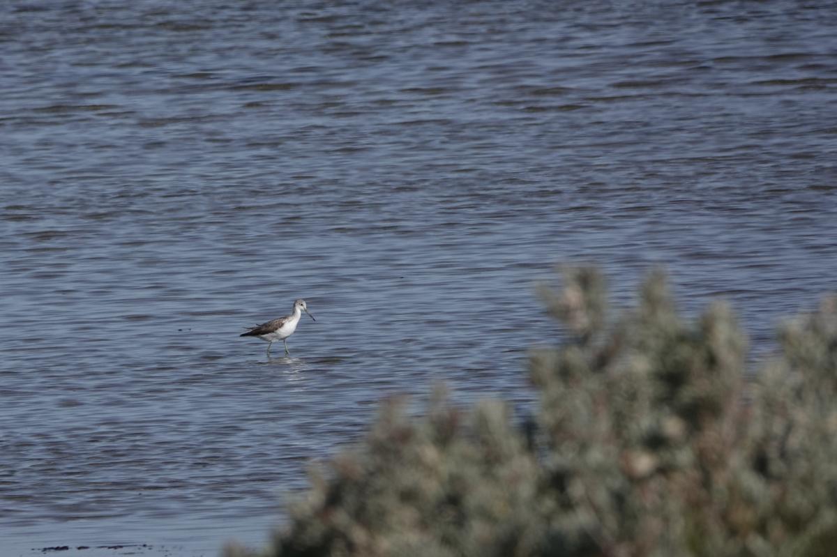 Common greenshank (Tringa nebularia)