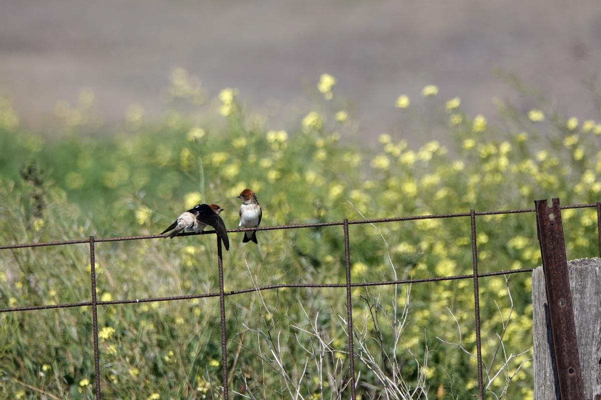 Fairy martin (Petrochelidon ariel)