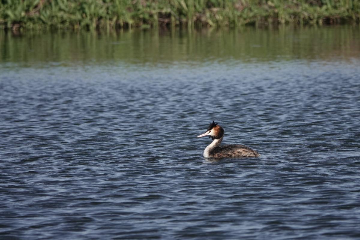 Great Crested Grebe (Podiceps cristatus), Unnamed Road, Point Wilson, Victoria, Australia, 2024-09-27 Great Crested Grebe (Podiceps cristatus)