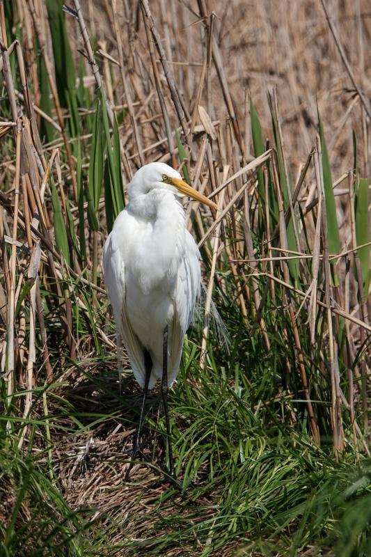 Great Egret (Ardea alba)