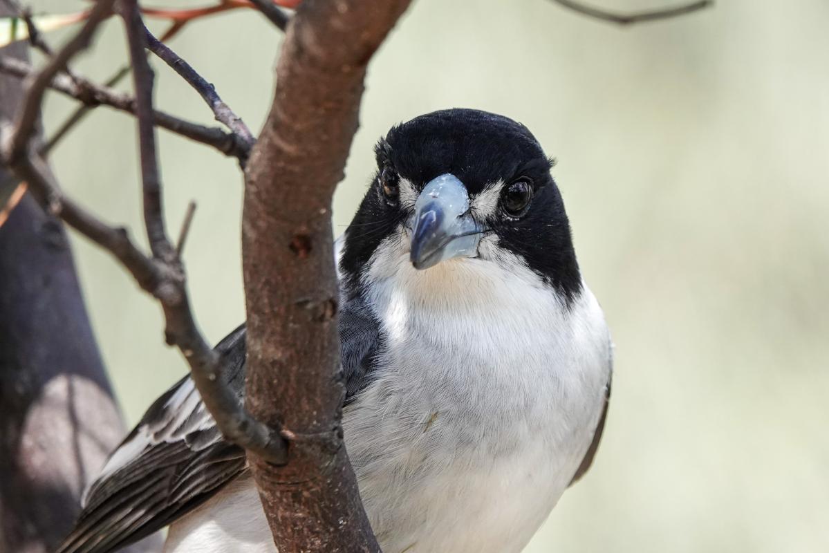 Grey Butcherbird (Cracticus torquatus)
